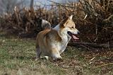 CORGI PEMBROKE 833